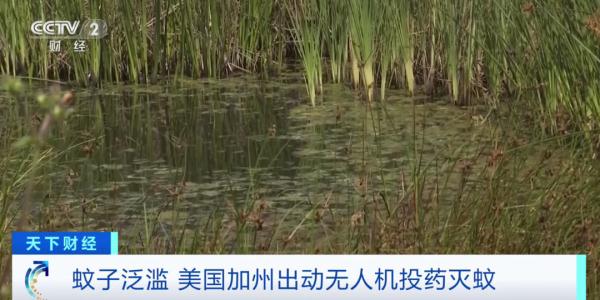 蚊子数量打破历史纪录！这里，出动无人机灭蚊