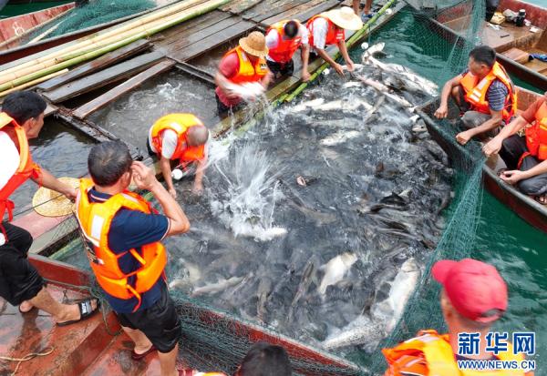 广东河源:万绿湖开渔迎丰收 广东河源:万绿湖开渔迎丰收