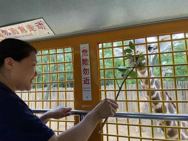 动物们在夜晚做什么？上海野生动物园“奇妙夜”回归