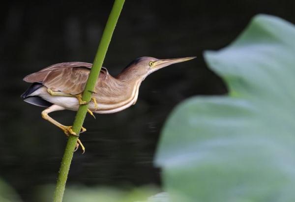 福州：七月荷花绽满塘