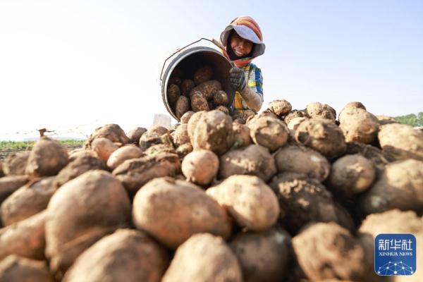 河北丰南：沙土地收获“致富果”