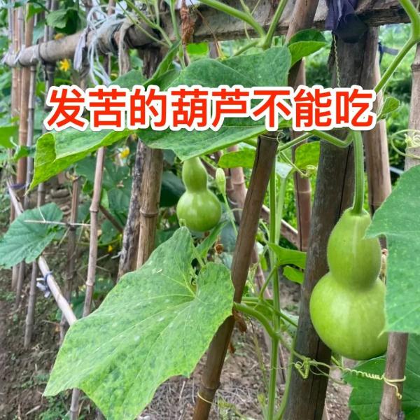 杭州又有人吃中毒,连狗都中招了!提醒:烧菜前先舔一下 杭州又有人吃中毒,连狗都中招了!提醒:烧菜前先舔一下