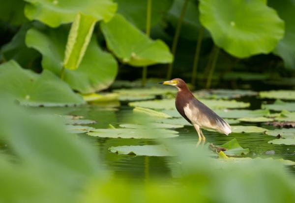 福州：七月荷花绽满塘