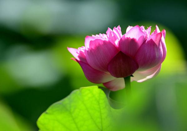 福州：七月荷花绽满塘