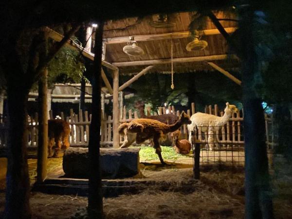 动物们在夜晚做什么？上海野生动物园“奇妙夜”回归