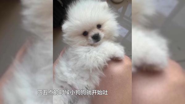 回家4天就病死，贵阳女子怀疑买到“星期狗”！商家：是主人没喂好