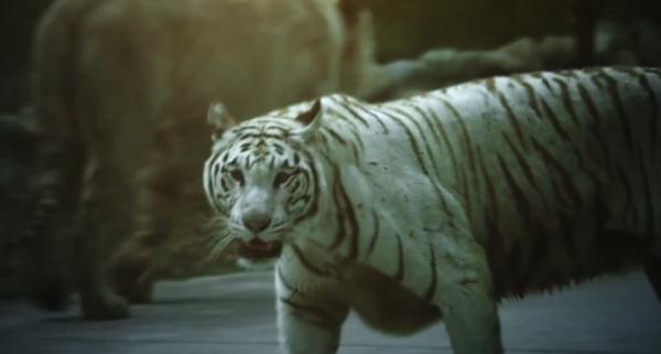 来上海野生动物园看小动物们“上夜班”