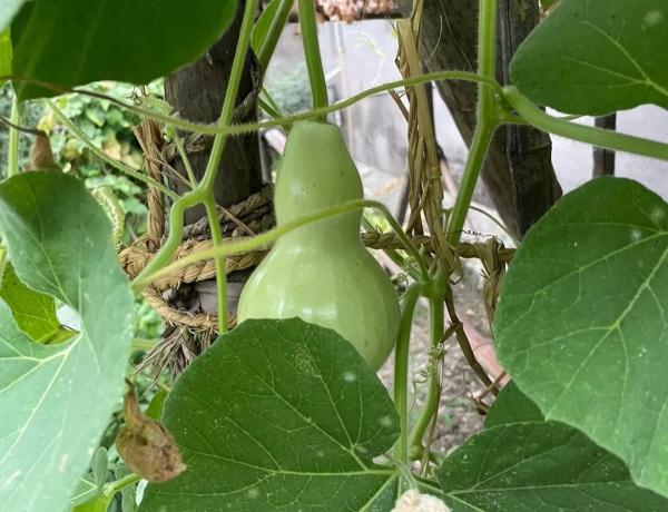 杭州又有人吃中毒,连狗都中招了!提醒:烧菜前先舔一下 杭州又有人吃中毒,连狗都中招了!提醒:烧菜前先舔一下