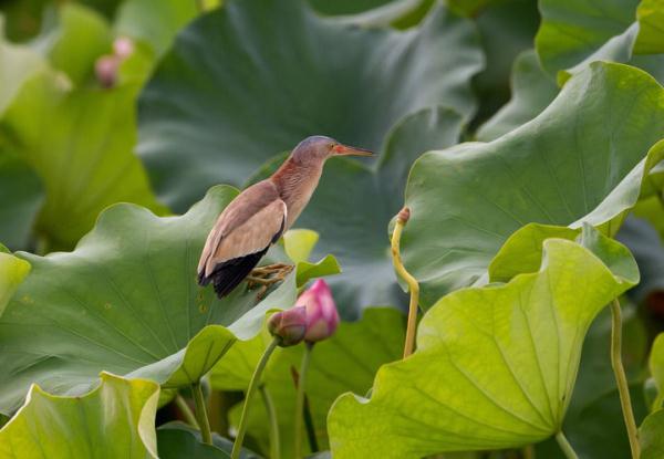 福州：七月荷花绽满塘