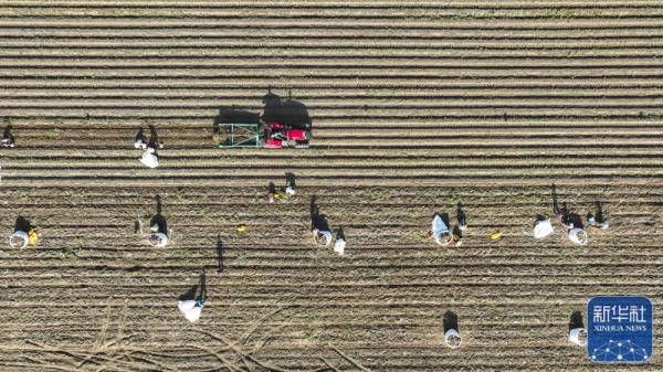 河北丰南：沙土地收获“致富果”