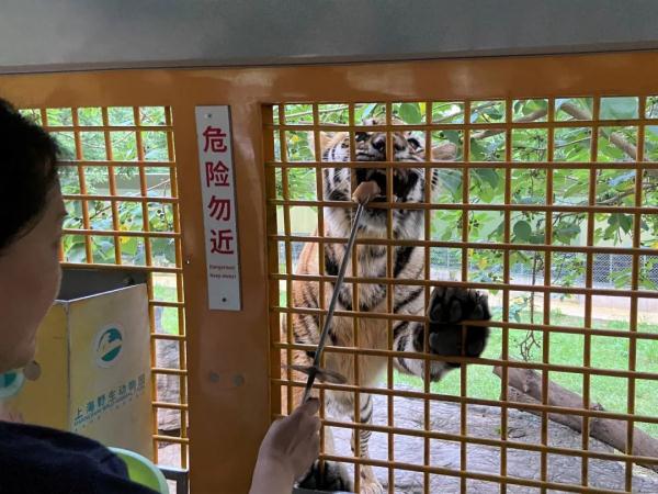 动物们在夜晚做什么？上海野生动物园“奇妙夜”回归