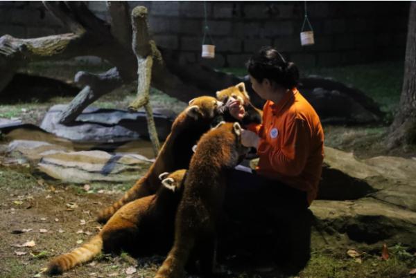 动物们在夜晚做什么？上海野生动物园“奇妙夜”回归