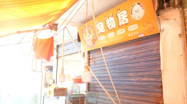 回家4天就病死，贵阳女子怀疑买到“星期狗”！商家：是主人没喂好