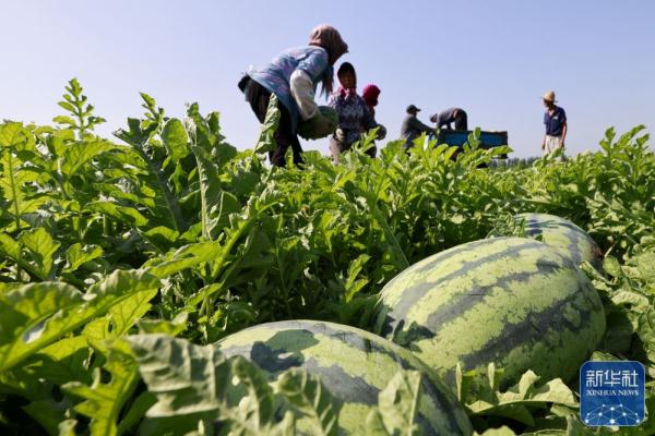 河北丰南：沙土地收获“致富果”