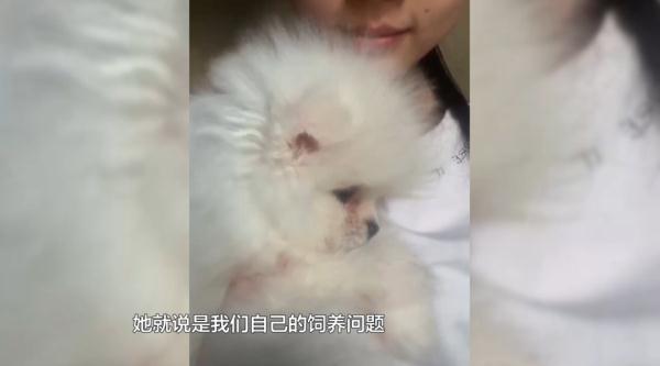 回家4天就病死，贵阳女子怀疑买到“星期狗”！商家：是主人没喂好