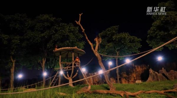 来上海野生动物园看小动物们“上夜班”