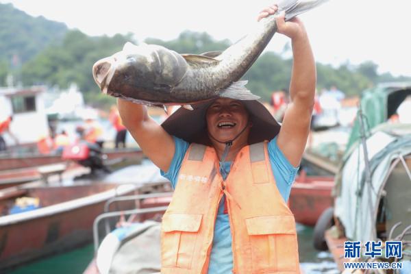 广东河源:万绿湖开渔迎丰收 广东河源:万绿湖开渔迎丰收