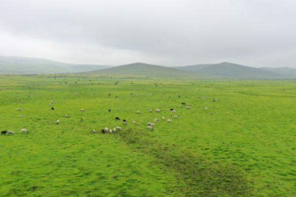 壮美狼渡滩草原