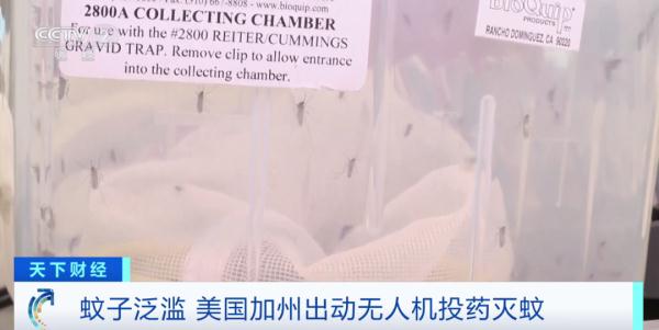 蚊子数量打破历史纪录！这里，出动无人机灭蚊