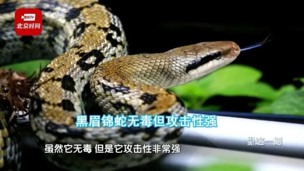 2米长蛇盘踞在北京街头，攻击性强！警方：行动