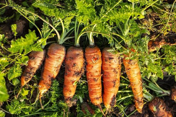 胡萝卜和它一起吃,脾胃更健康了,眼睛也清晰了,老人、小孩都喜欢~ 胡萝卜和它一起吃,脾胃更健康了,眼睛也清晰了,老人、小孩都喜欢~