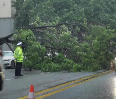 80条道路中断，房屋受损倒塌！陕西镇巴遭50年一遇特大暴雨侵袭！