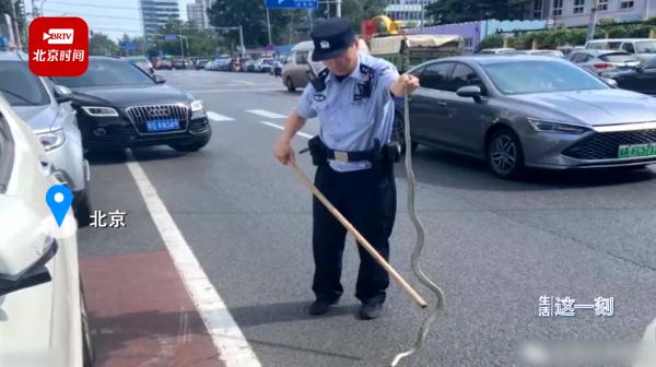 2米长蛇盘踞在北京街头，攻击性强！警方：行动