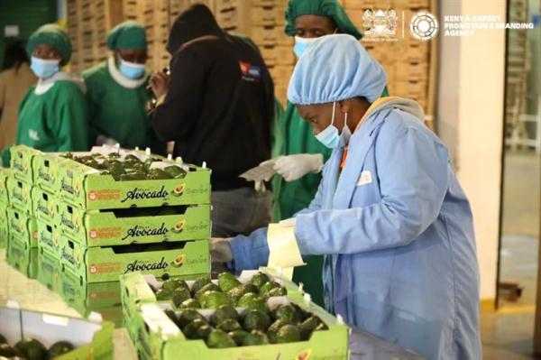 小小牛油果,浓浓中非情 小小牛油果,浓浓中非情