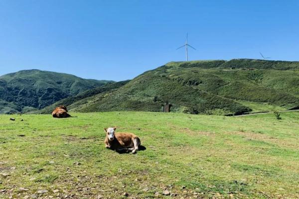坐着高铁看凉都丨这条“避暑高铁”，带你驶进19°C的夏天