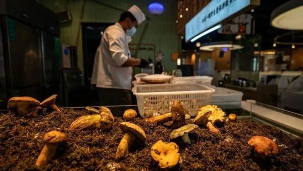 “吃菌季”来啦 “吃菌季”来啦