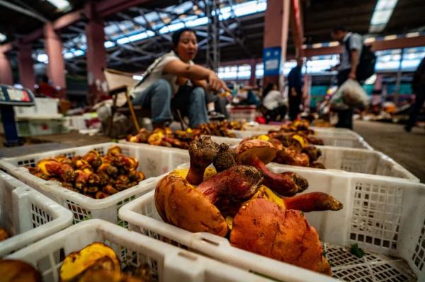 “吃菌季”来啦 “吃菌季”来啦