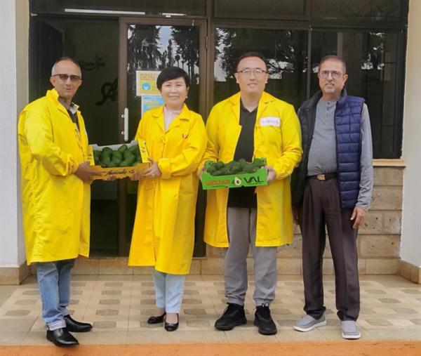 小小牛油果,浓浓中非情 小小牛油果,浓浓中非情