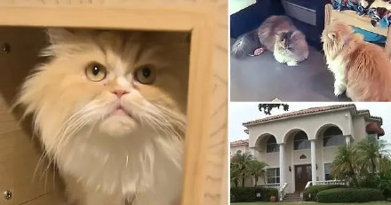 主人去世7只猫继承30万美元遗产 上百人抢夺领养权 主人去世7只猫继承30万美元遗产 上百人抢夺领养权