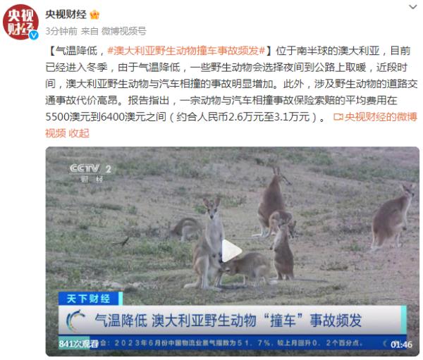 气温降低，澳大利亚野生动物撞车事故频发