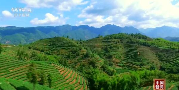 粉丝千万的“非洲李子柒”带动“电商兴农” 新业态激发美丽乡村新活力 粉丝千万的“非洲李子柒”带动“电商兴农” 新业态激发美丽乡村新活力