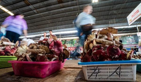 “吃菌季”来啦 “吃菌季”来啦