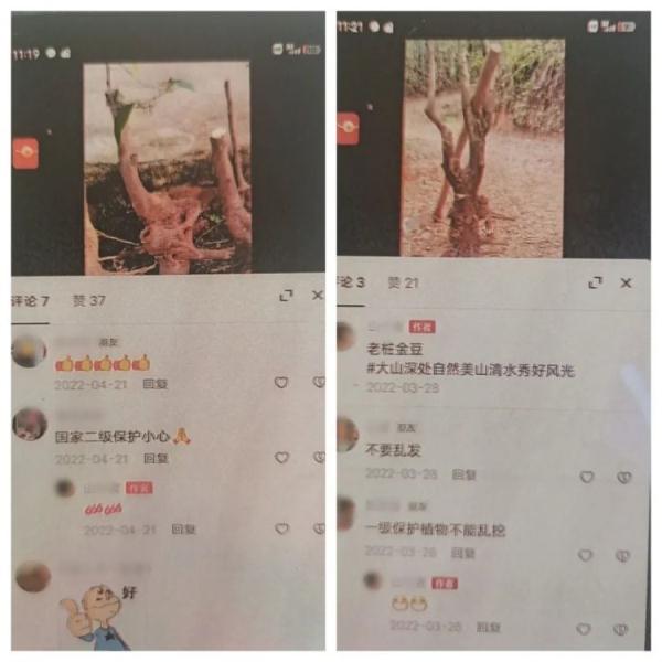 “挖到金豆…”民警:一株即入刑! “挖到金豆…”民警:一株即入刑!