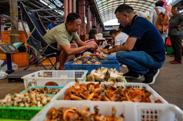 “吃菌季”来啦 “吃菌季”来啦