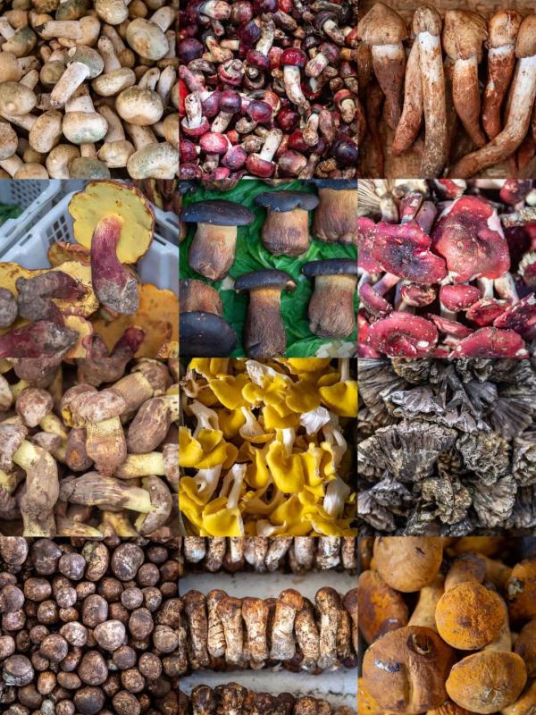 “吃菌季”来啦 “吃菌季”来啦