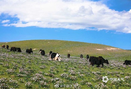 青海草原狼毒花竞相绽放 牛羊漫步其中如诗如画