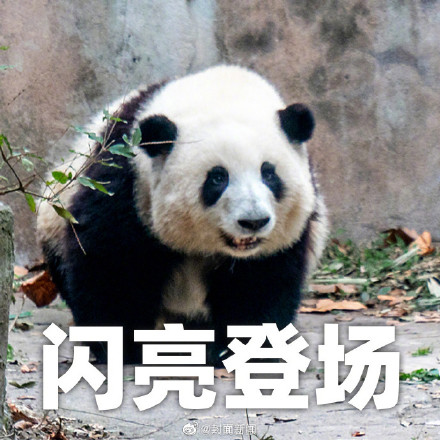 大日子！熊猫界三大顶流今天生日