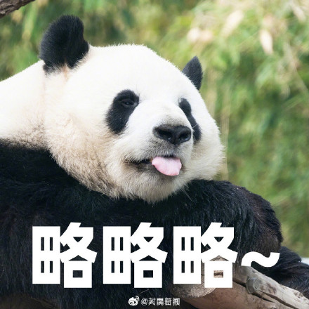 大日子！熊猫界三大顶流今天生日