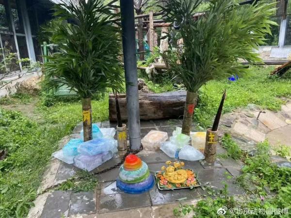 今天，祝熊猫界“三大顶流”生日快乐！