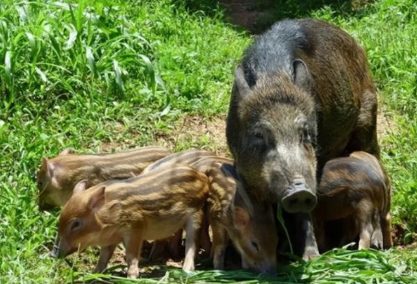 最新调整！野猪等被“除名”