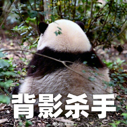 大日子！熊猫界三大顶流今天生日