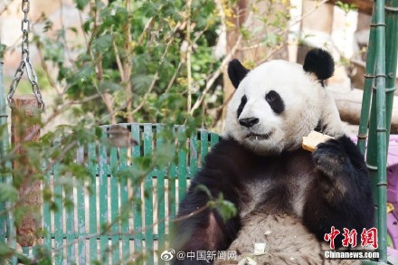 萌兰花花和叶生日快乐
