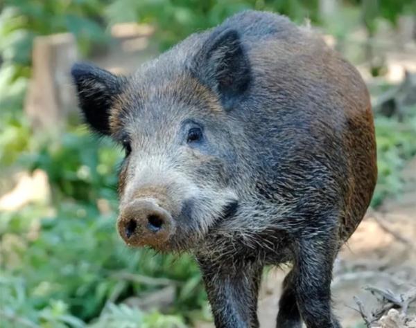 最新调整！野猪等被“除名”