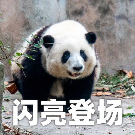 生日快乐！听说今天有三个小熊友过生日