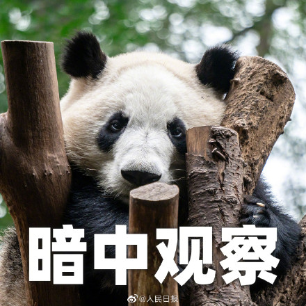 生日快乐！听说今天有三个小熊友过生日