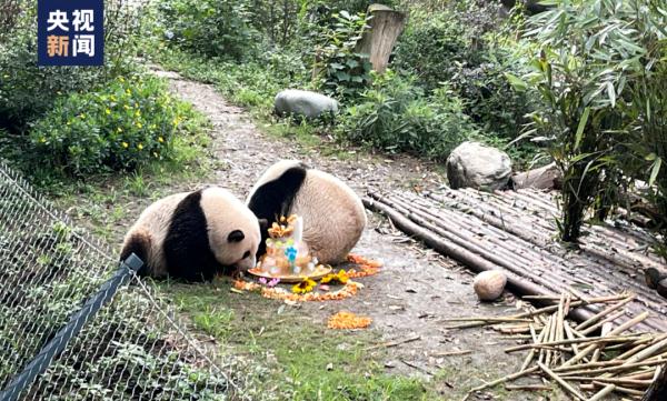 今天，祝熊猫界“三大顶流”生日快乐！